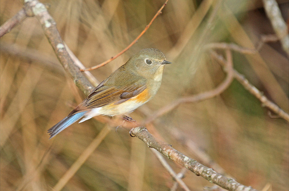 Red-flanked-Bluetail_1405