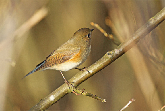 Red-flanked-Bluetail_1448