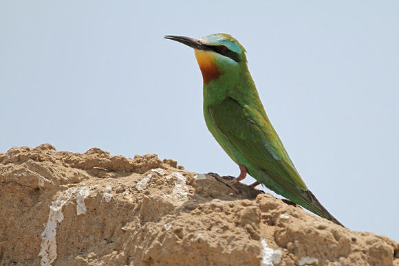 Blue-cheeked-Bee-eater_3710