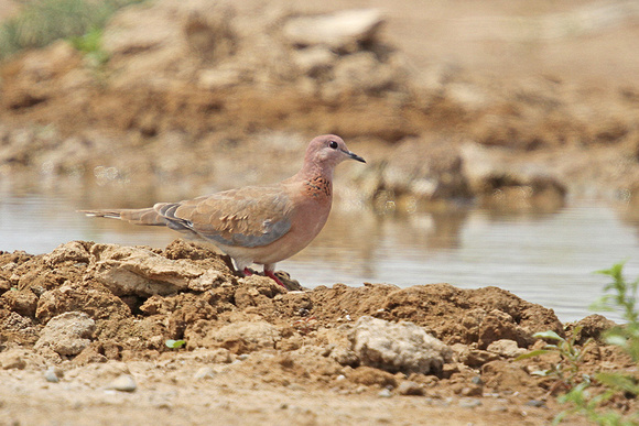 Laughing-Dove_4007