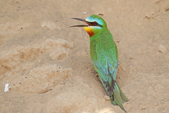 Blue-cheeked-Bee-eater_3758