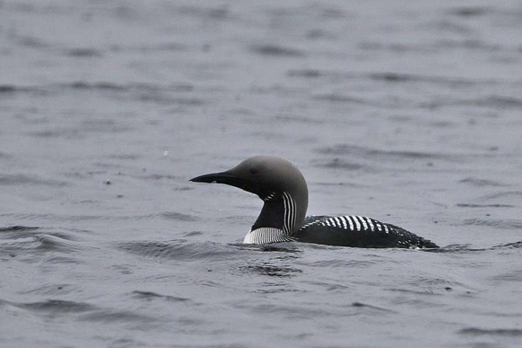 Black Throated Diver 7028