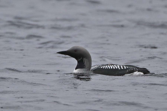 Black Throated Diver 7051