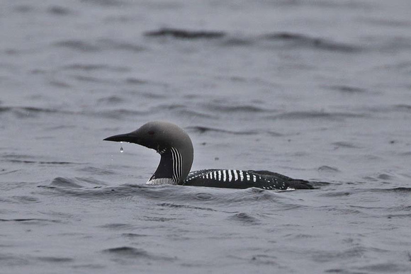 Black Throated Diver 7042