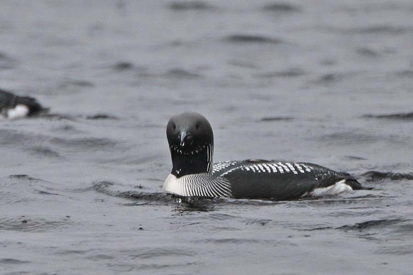 Black Throated Diver 7070