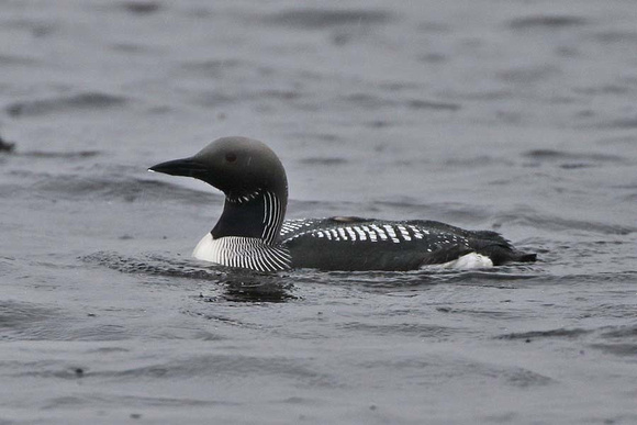 Black Throated Diver 7072