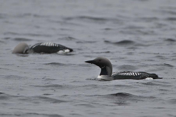 Black Throated Diver 7078