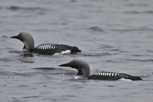 Black Throated Diver 7103