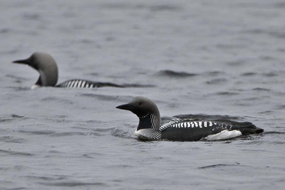 Black Throated Diver 7108