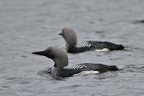 Black Throated Diver 7112