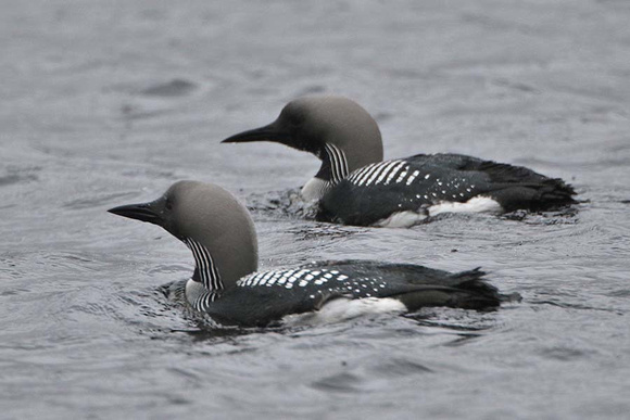 Black Throated Diver 7128