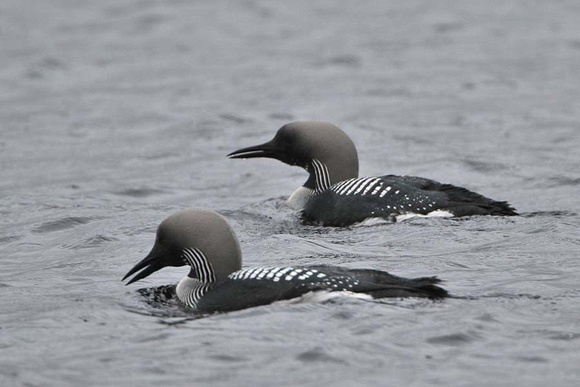 Black Throated Diver 7132