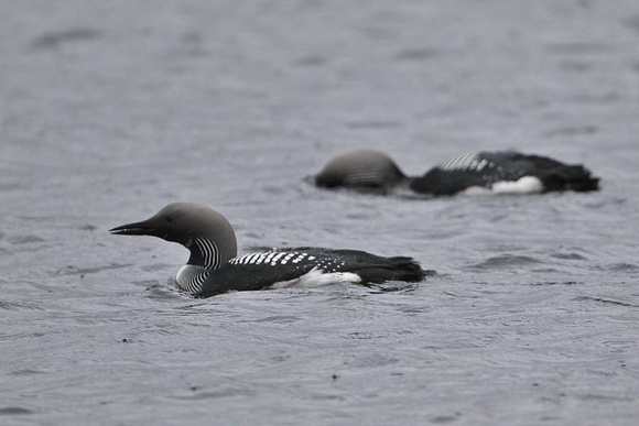 Black Throated Diver 7145
