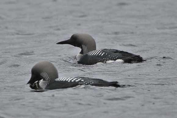 Black Throated Diver 7133