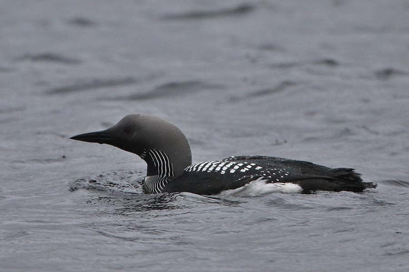 Black Throated Diver 7161
