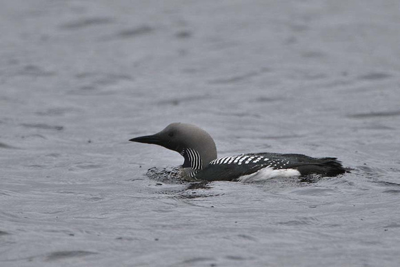 Black Throated Diver 7158