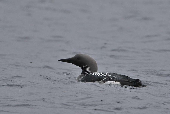 Black Throated Diver 7244