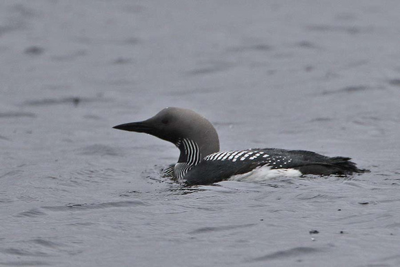 Black Throated Diver 7203