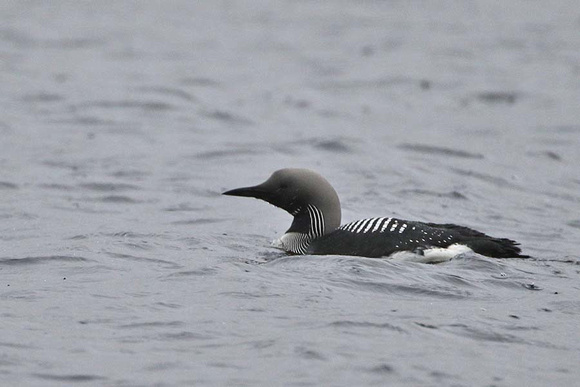 Black Throated Diver 7265