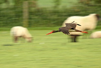 Black Stork at Upper Weedon