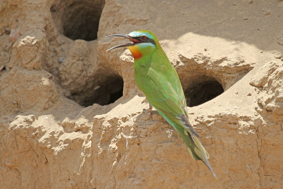 Blue-cheeked-Bee-eater_3762