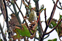 Yellow-browed-Warbler_2229