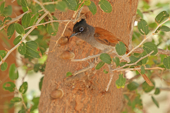 African-Paradise-Flycatcher_7817