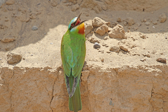 Blue-cheeked-Bee-eater_3700