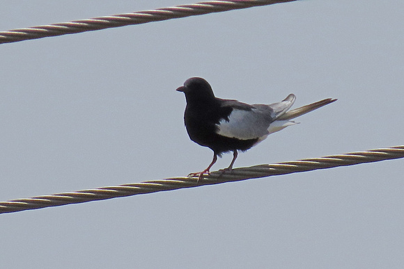 White-winged-Black-Tern_4402