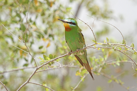 Blue-cheeked-Bee-eater_3800