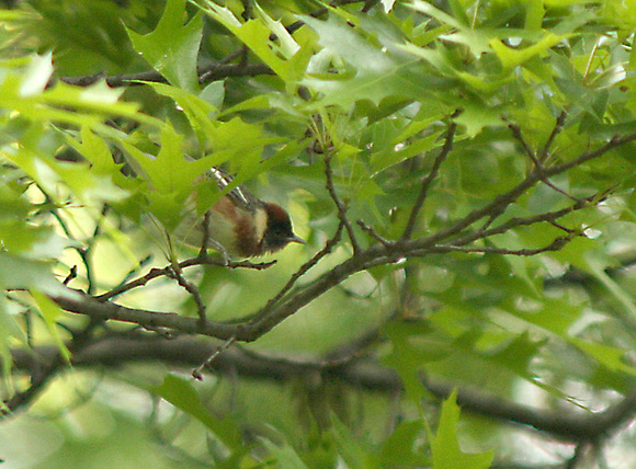 Bay-breasted-Warbler1