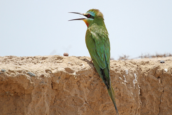 Blue-cheeked-Bee-eater_3733