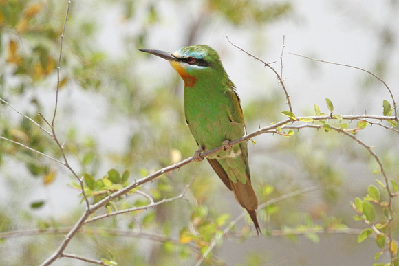 Blue-cheeked-Bee-eater_3798