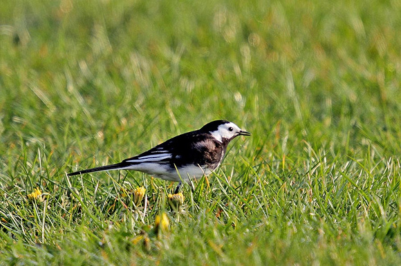 Pied-Wagtail-1