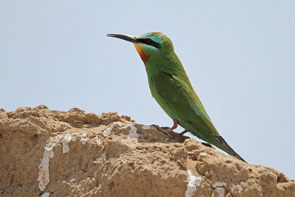 Blue-cheeked-Bee-eater_3707