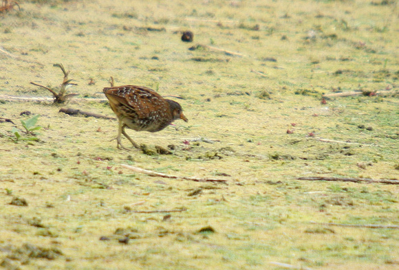 Spotted-Crake_0785