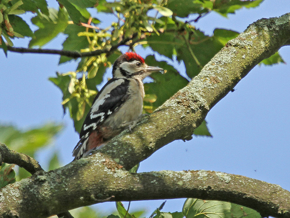 Great-Spotted-Woodpecker2