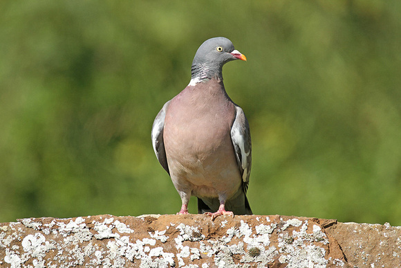 Wood-Pigeon
