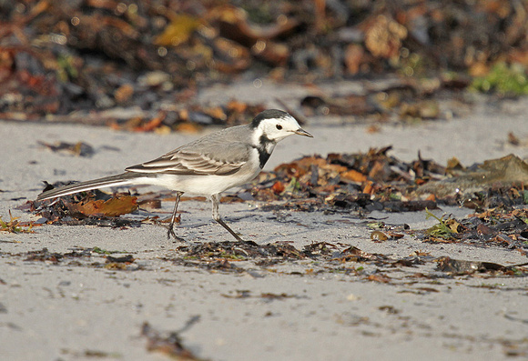 White-Wagtail7027