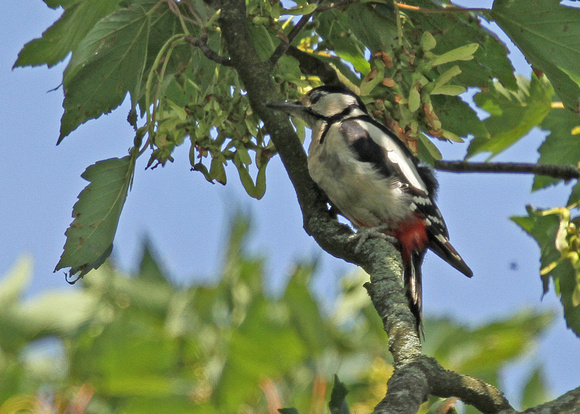 Great-Spotted-Woodpecker6
