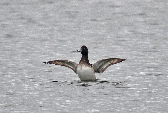 Scaup-9