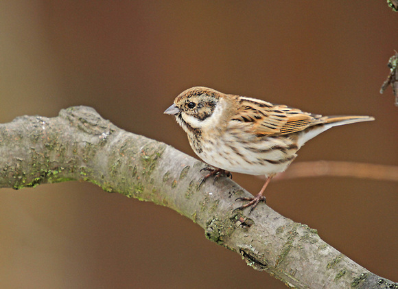 Reed-Bunting_5996