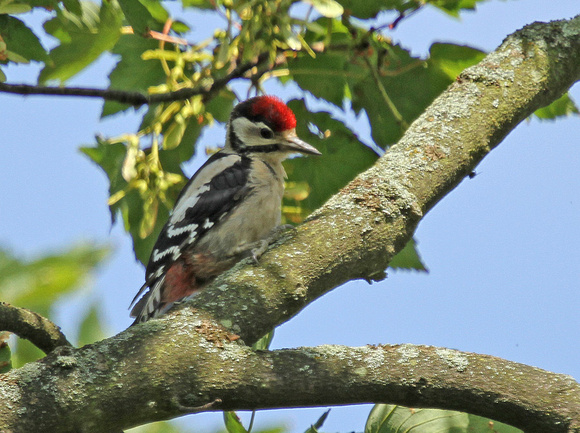 Great-Spotted-Woodpecker3