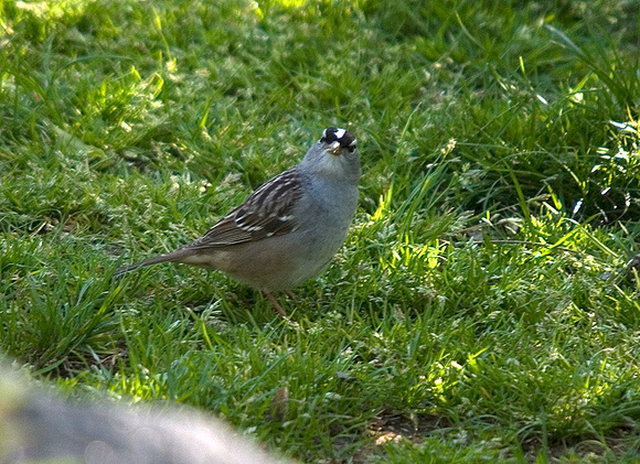 White-crowned-Sparrow1